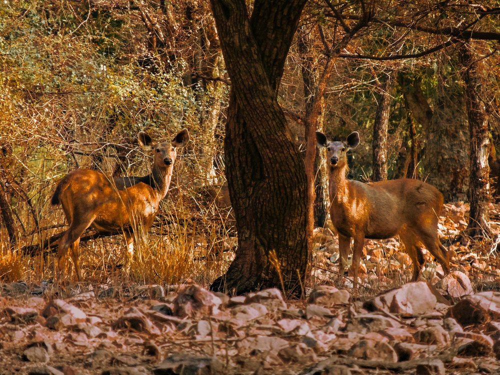 Photograph by Shourya Dadhich