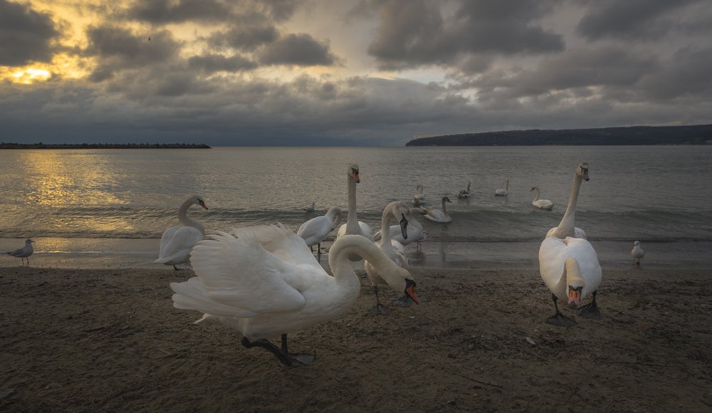 Фотография автора stoyan pavlov