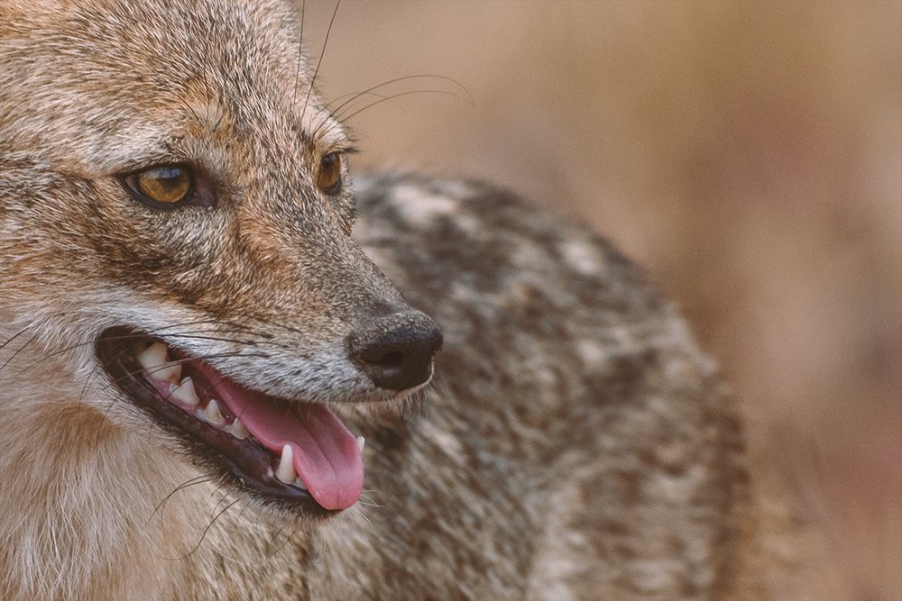 A golden jackal