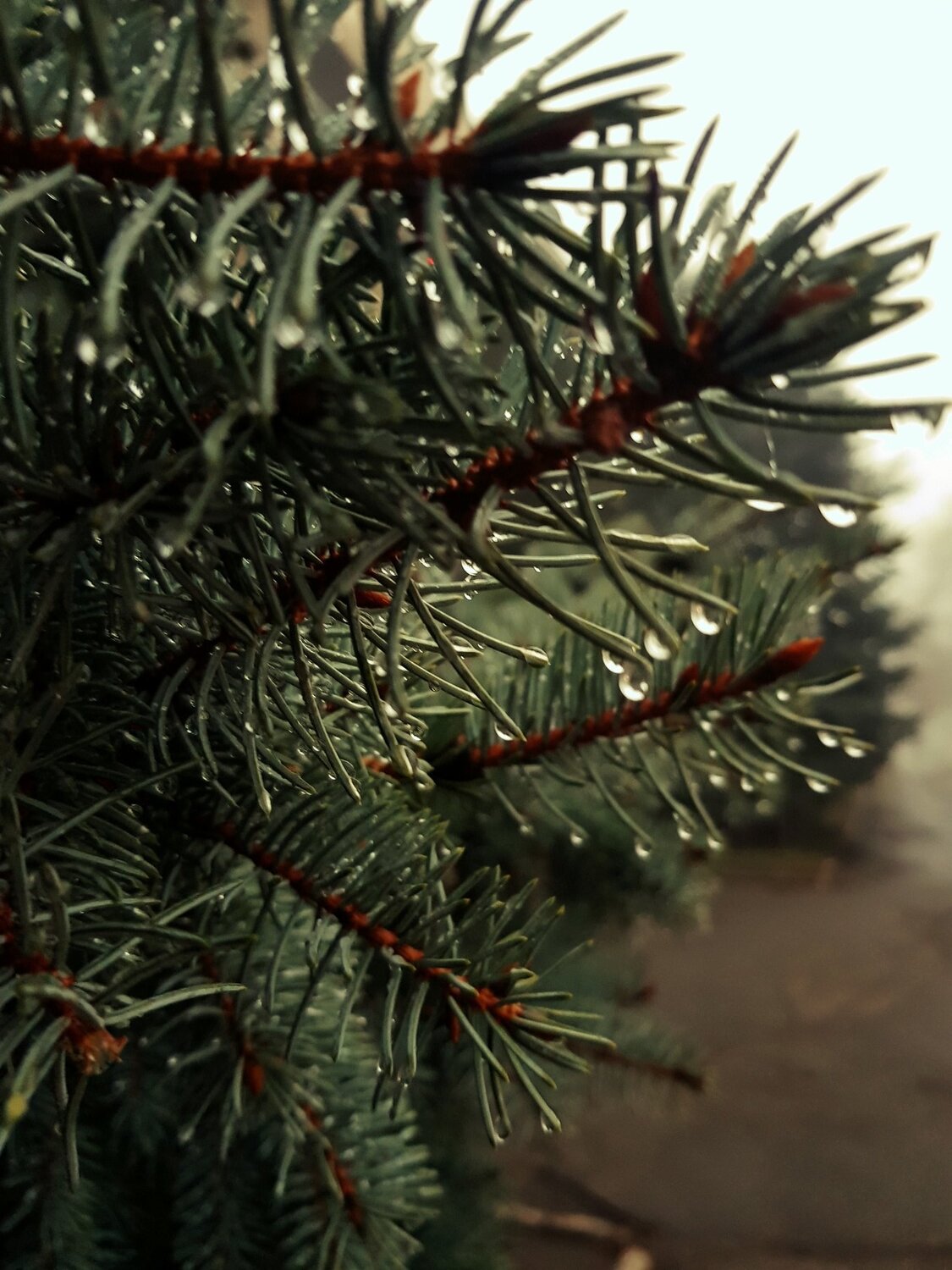 Photo #4080817
