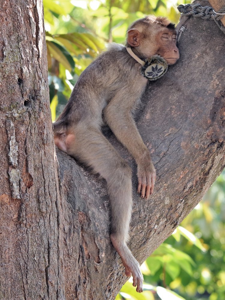 Фотография автора Joni Hidayat