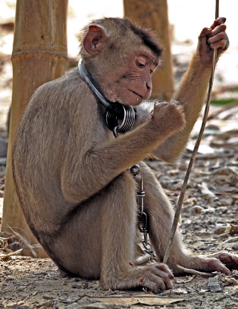 Фотография автора Joni Hidayat