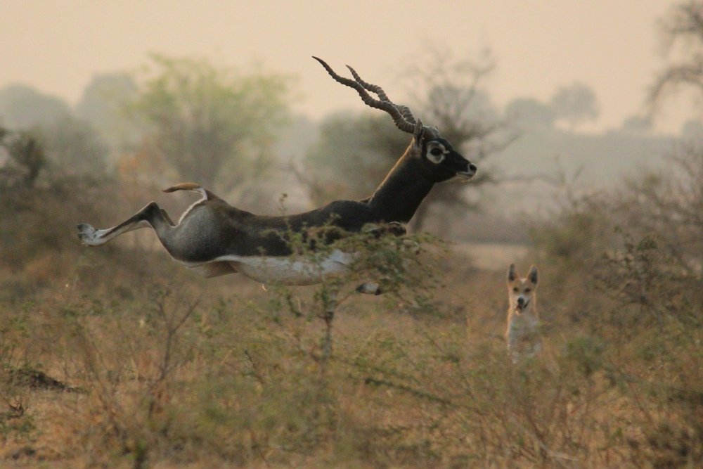 Photograph by VIJAY DHAKANE