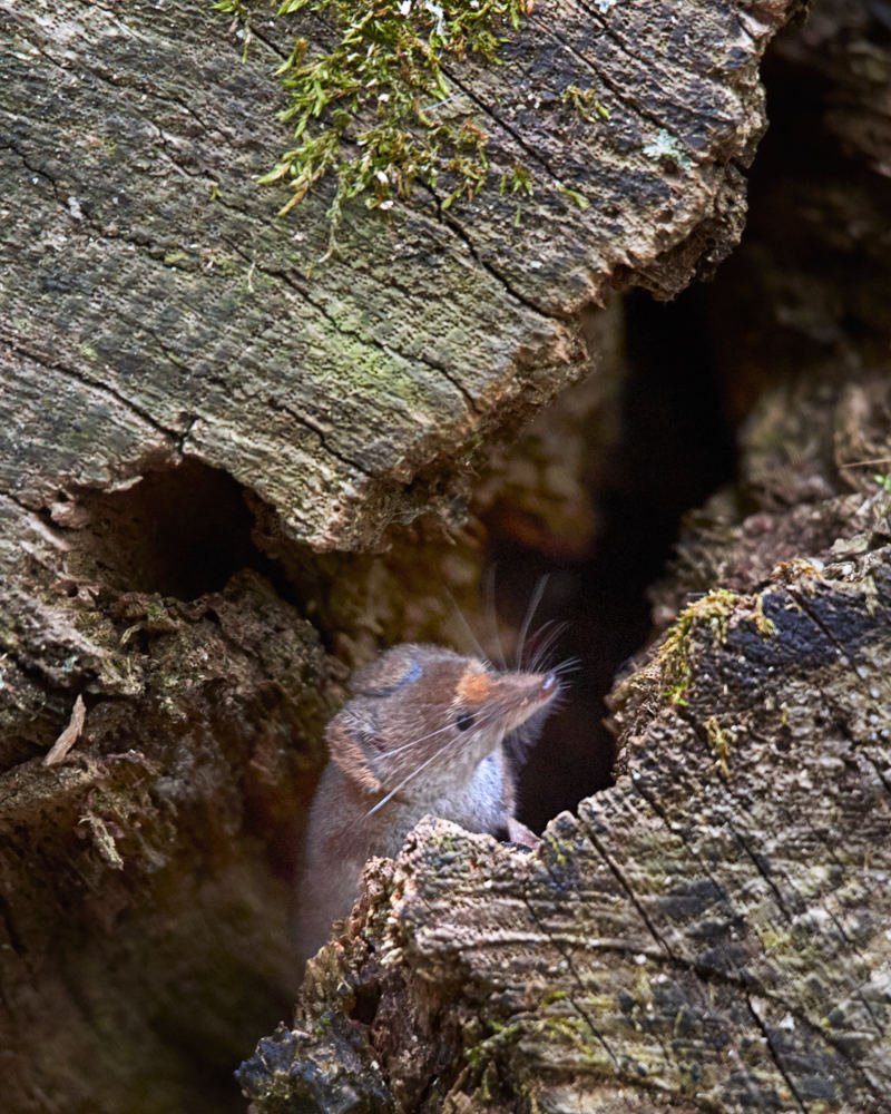 Photograph by Natalia Ghimp