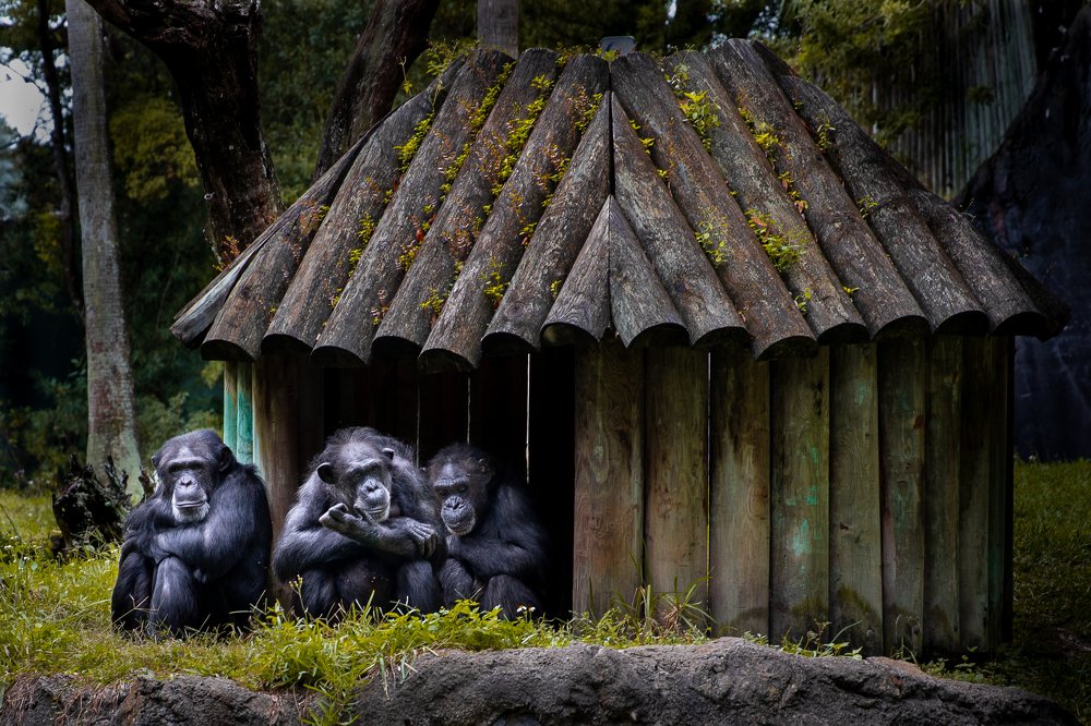 Фотография автора Anton Vorgin