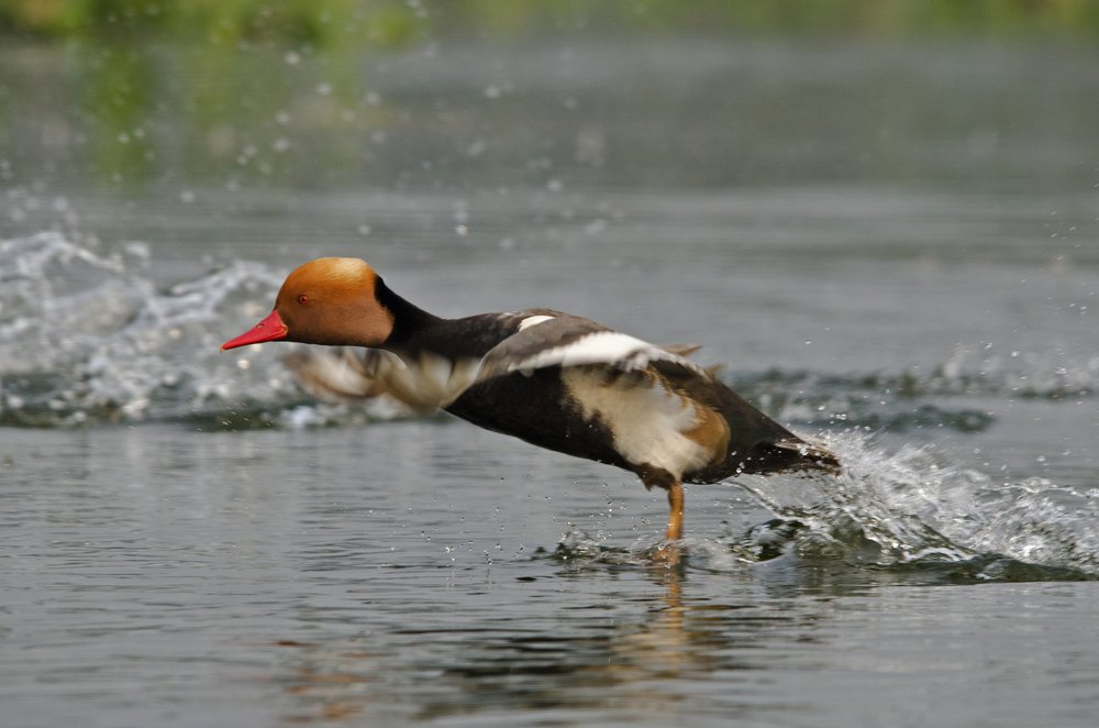 Photograph by Partha Mukherjee