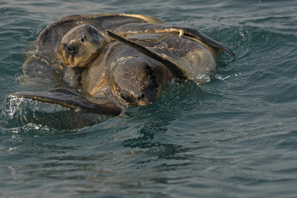Photograph by Partha Mukherjee
