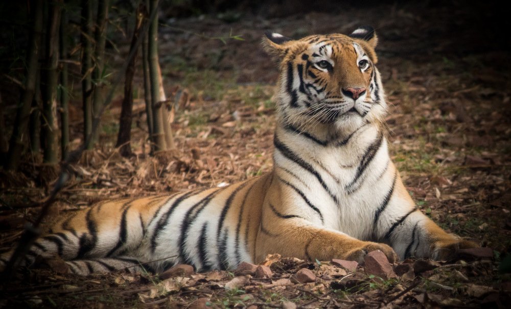 Photograph by Nyonika Rawal