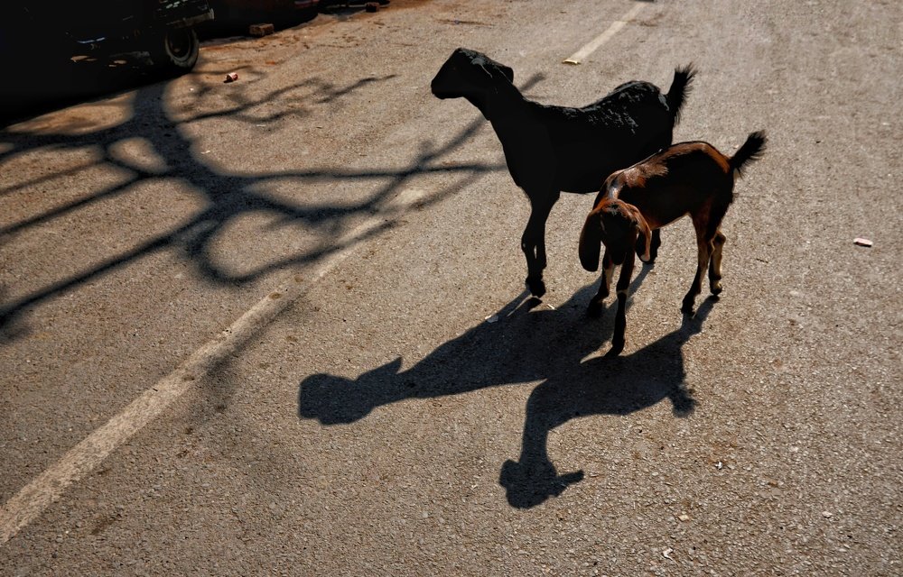 Фотография автора Mridul Chaudhary