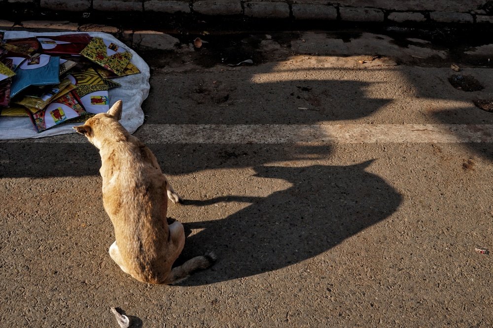 Фотография автора Mridul Chaudhary