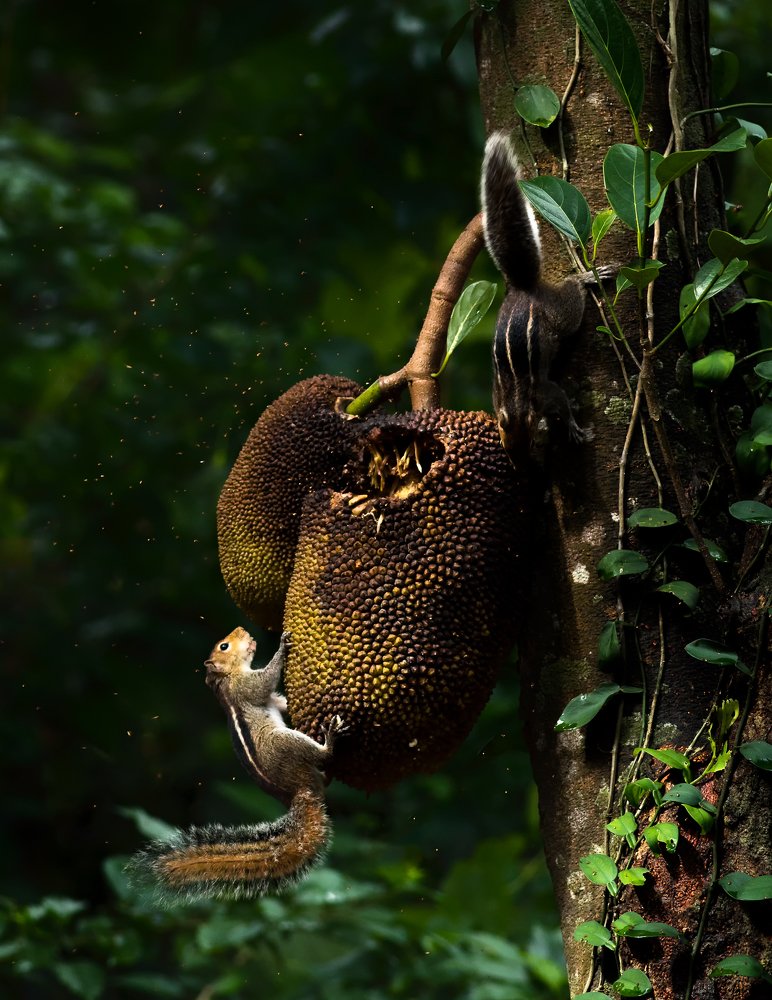 Rightful Inheritors of the Earth.