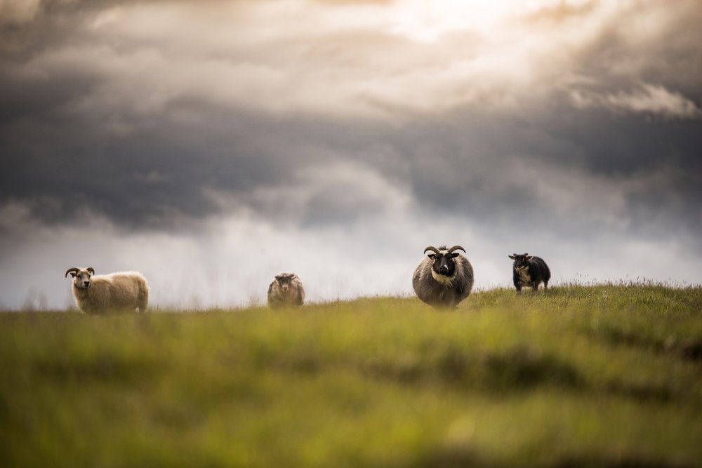 Photograph by Эдуард Джанаев