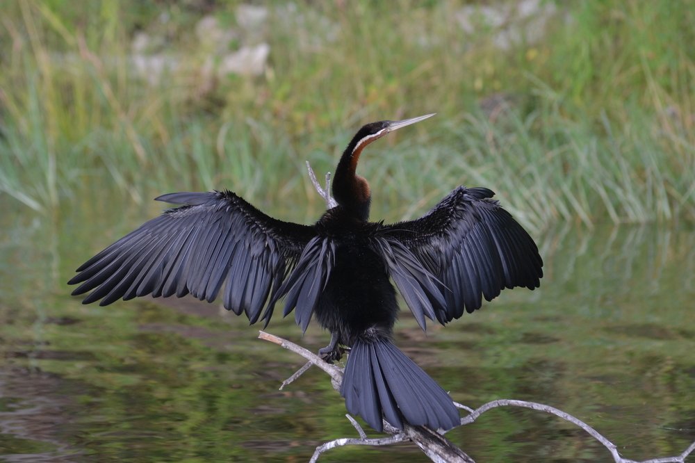 Snake Bird
