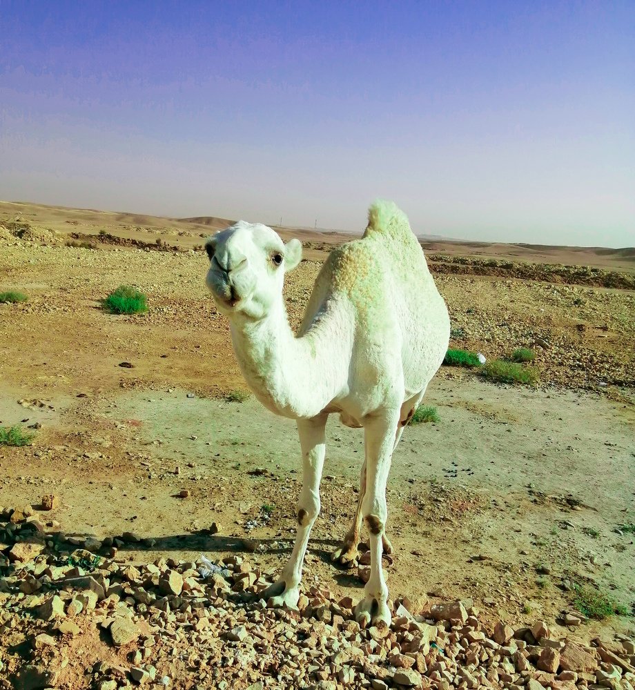 White camel