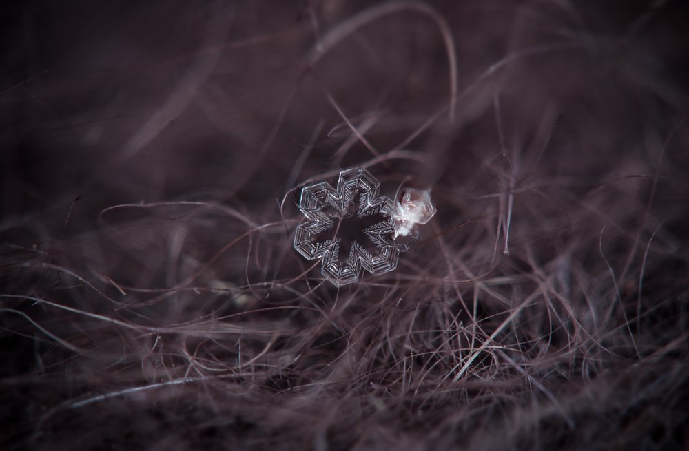 Хрупкая красота