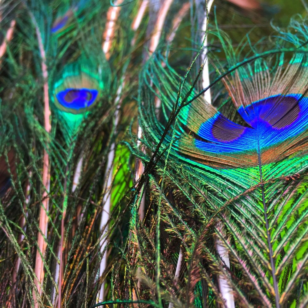 Photograph by Karthikeyan