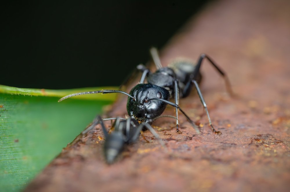 Фотография автора Сергей Чебанов