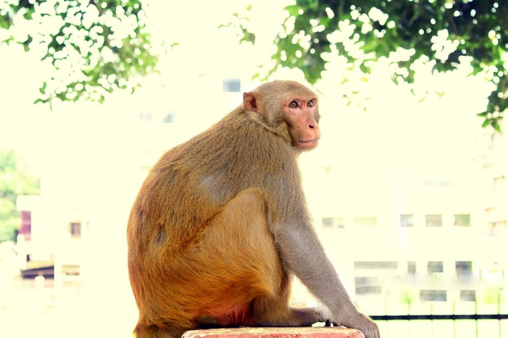 Photograph by Kanhaiya lal Yadav