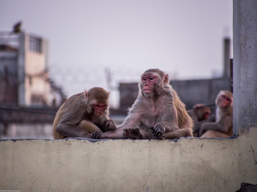 Photograph by DHIRAJ GOSWAMI