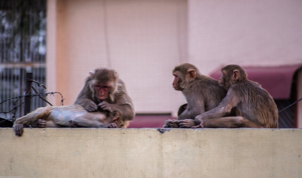 Photograph by DHIRAJ GOSWAMI