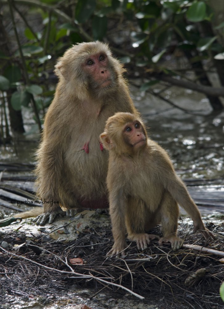 Photograph by Partha Mukherjee