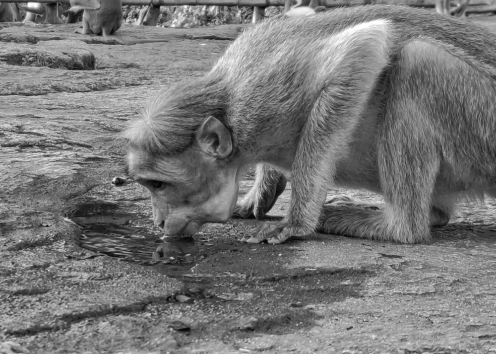 Photograph by Gino Rapheal