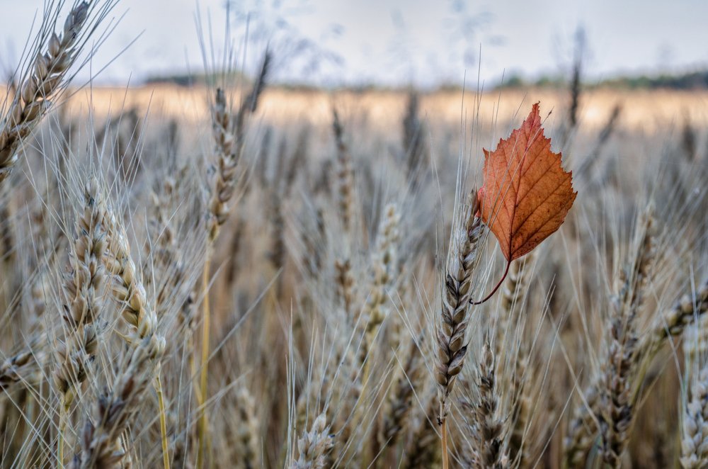 Photograph by Михаил Киселев