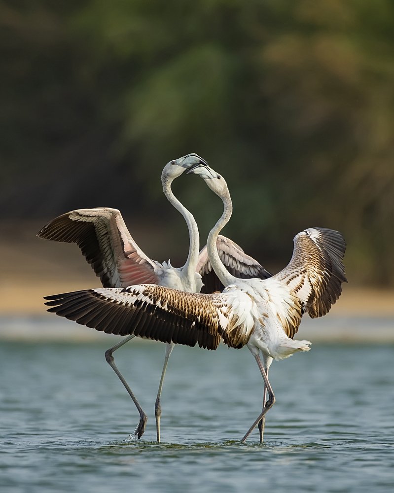 Love is in the air...