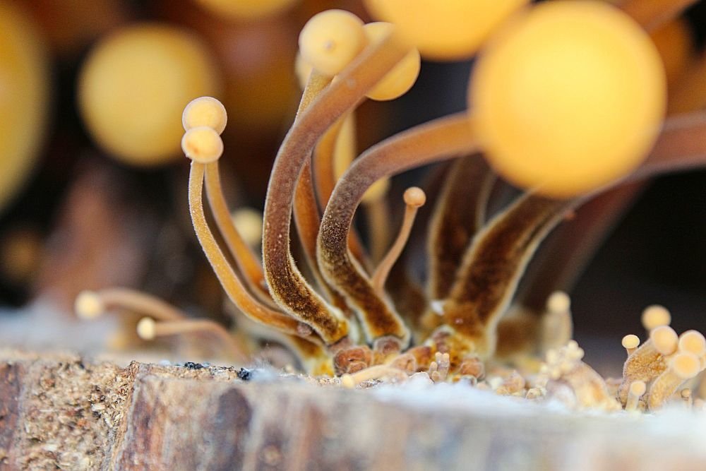 Photograph by Sandor Zoltan Gal