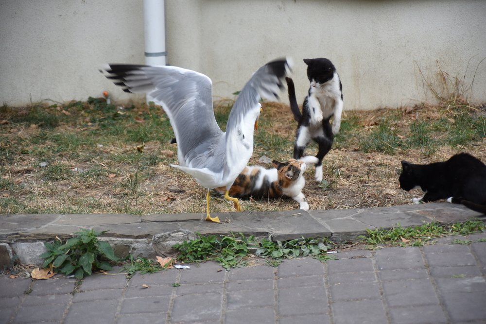 Photograph by Семен Батов