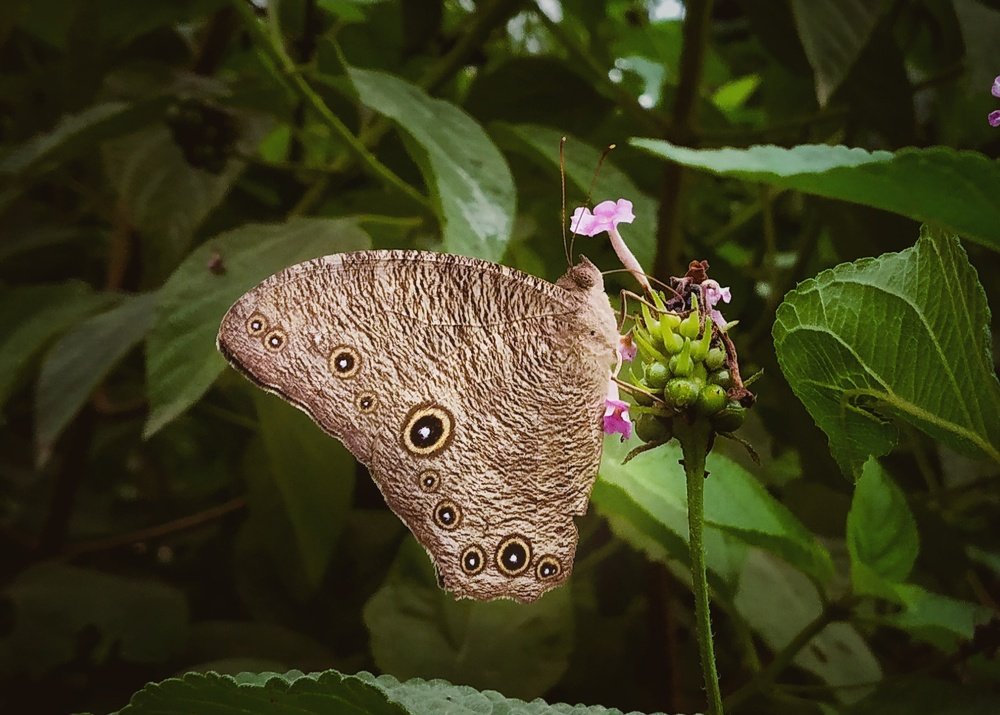 Photograph by Pallavi Singh