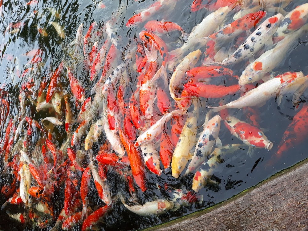 Photo #4084694