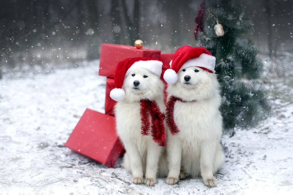 Photograph by Наталья Петренко