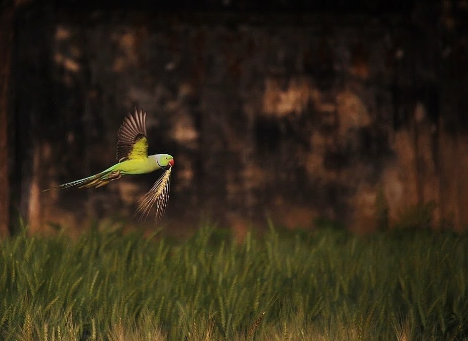 গম চোর