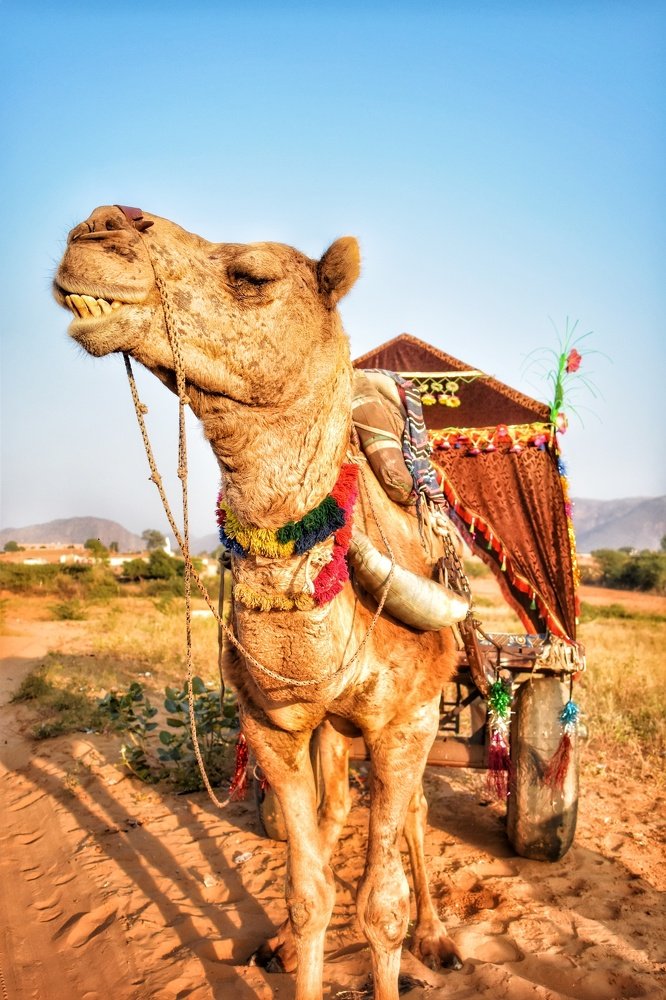 Фотография автора Sankalp Suradkar