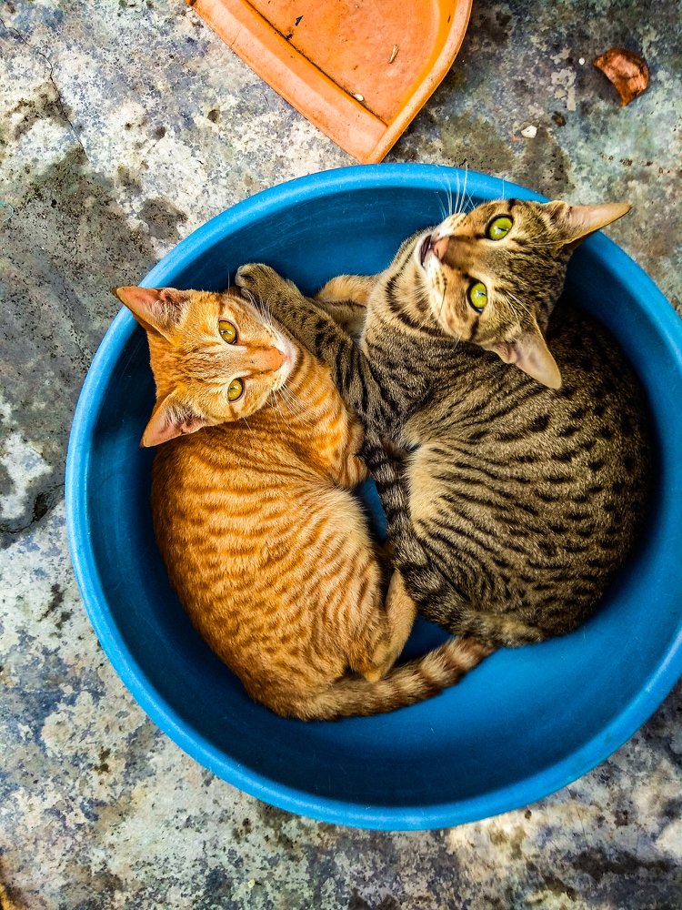 Фотография автора Sankalp Suradkar