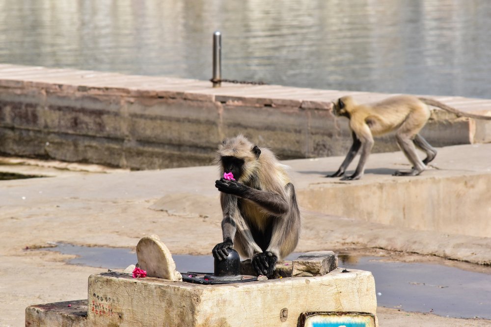 Фотография автора Sankalp Suradkar