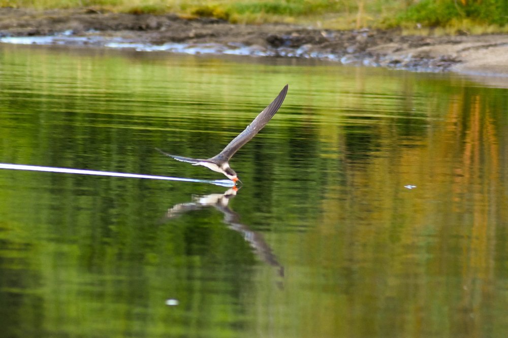 Photograph by Carlos Barría