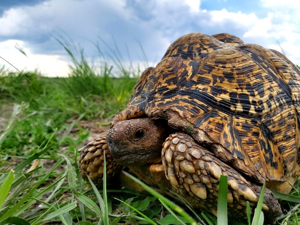 Tortoise Of Botswana.