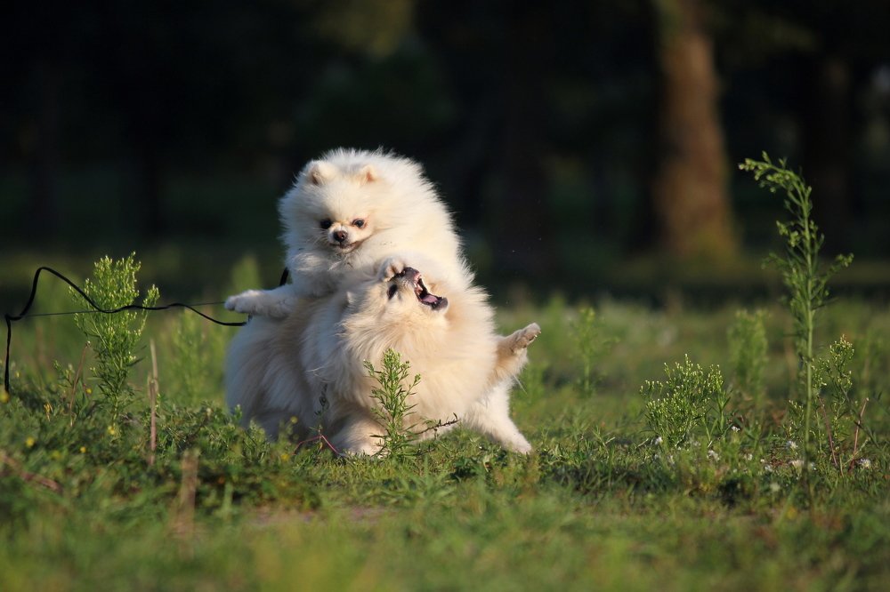 Photograph by Олег