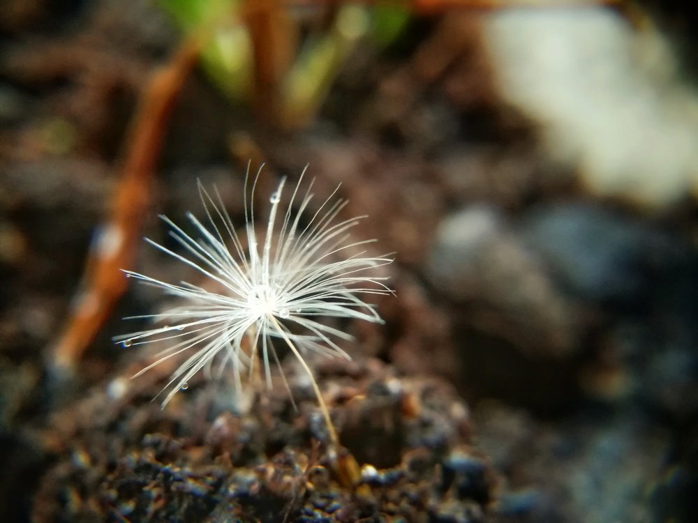 Photograph by Ружена Титтель-Феллер