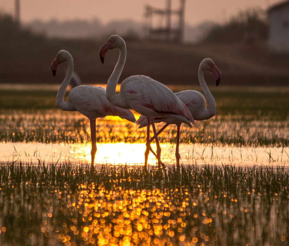 Photograph by Prasad Kn