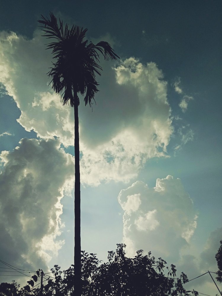 Photo #4086345