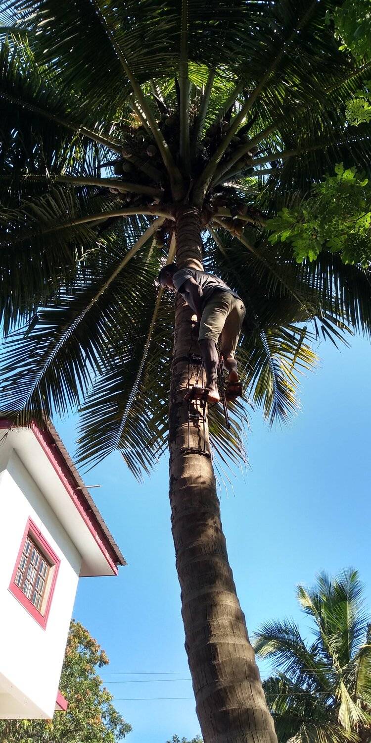Umbrella Tree