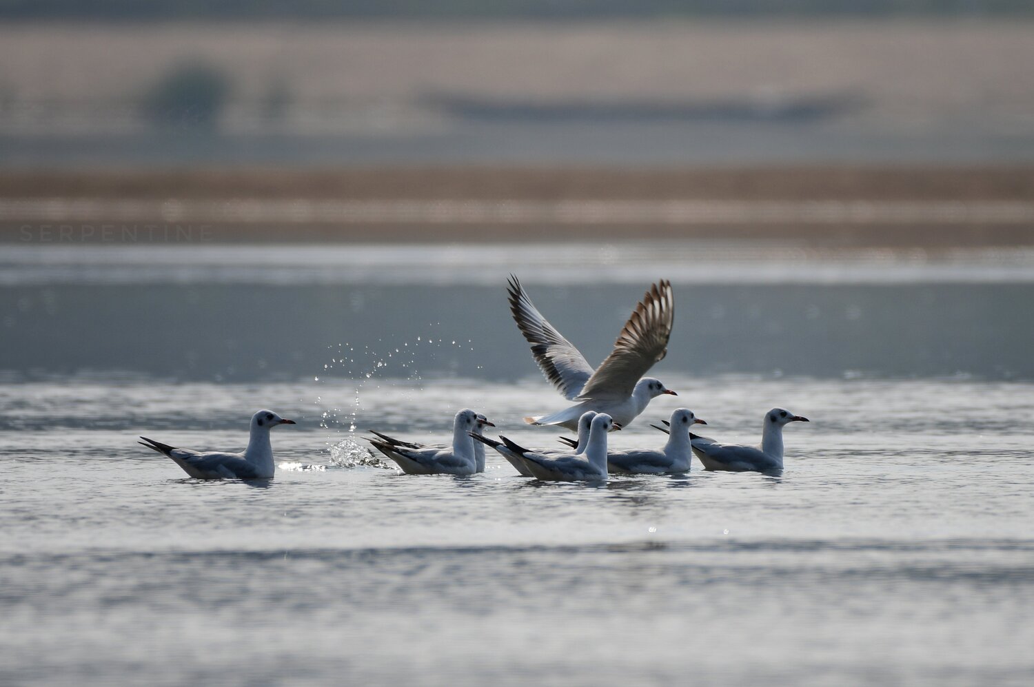 Photo #4086426