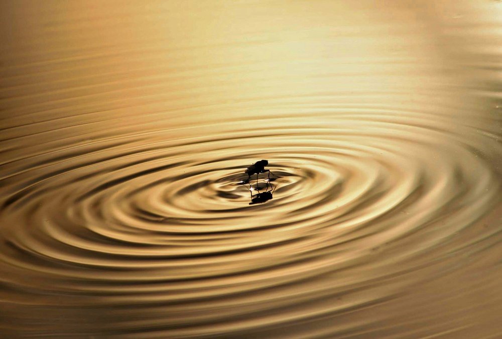 Macro