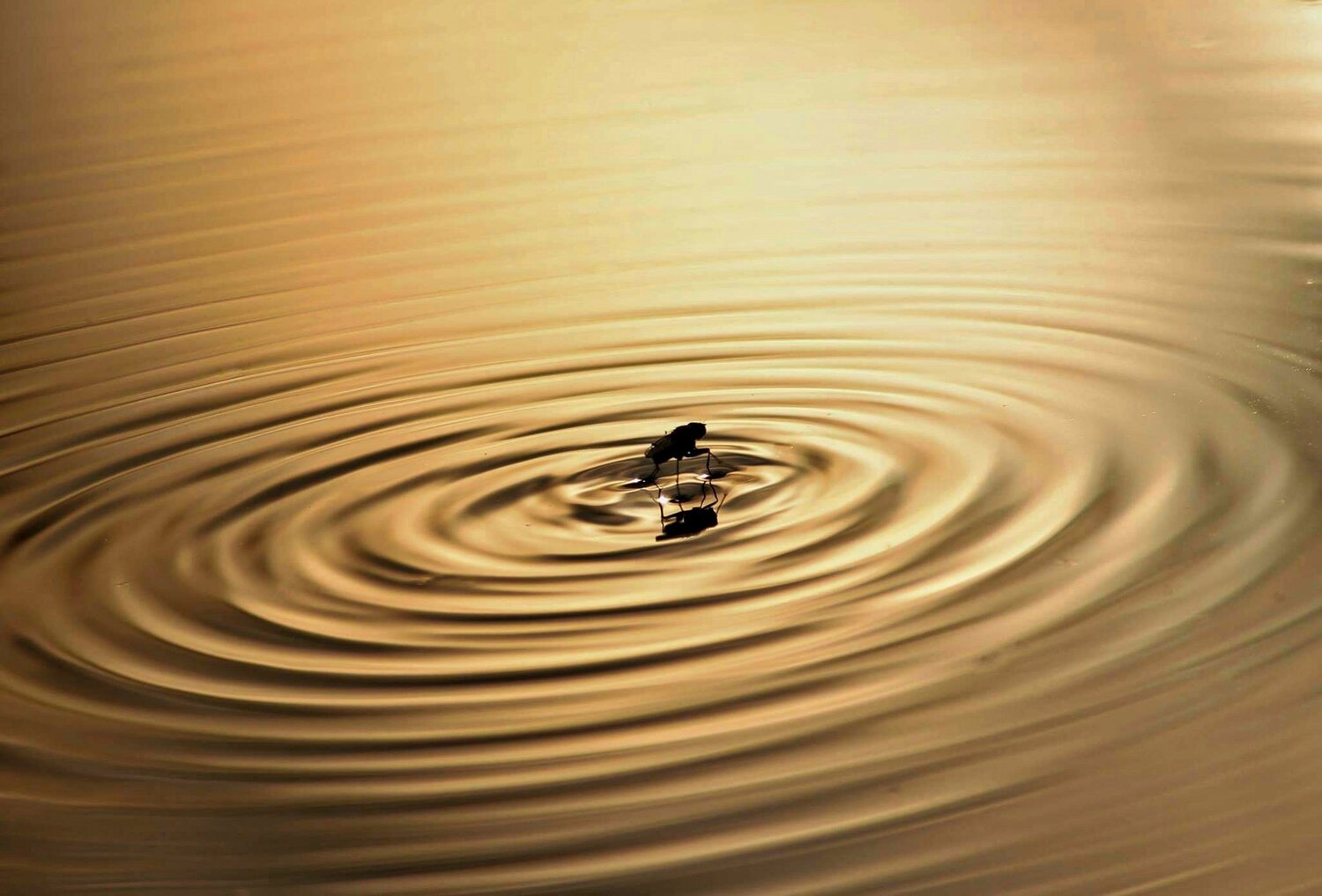 Macro