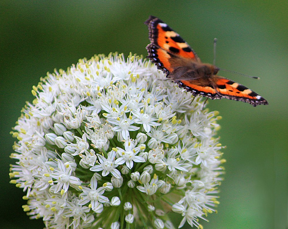 Photograph by Зоя Быкова