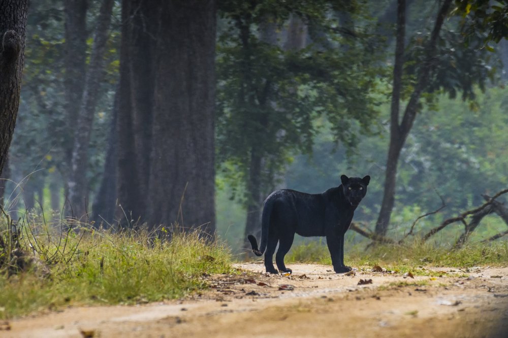 Photograph by VINU MATHEW