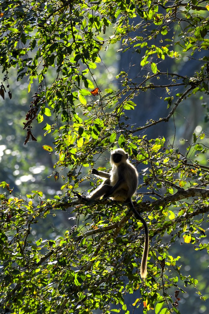 Photograph by VINU MATHEW